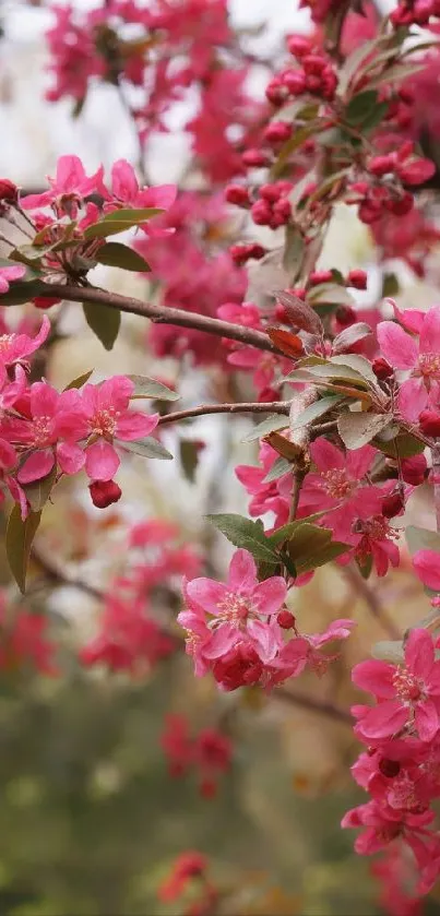 Pink blossoms on branches, close-up view.