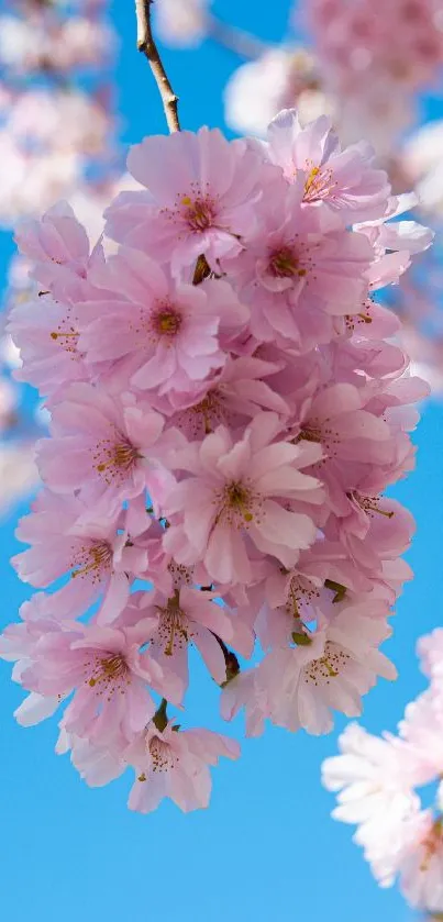 Cherry blossoms against a clear blue sky, vibrant and serene.