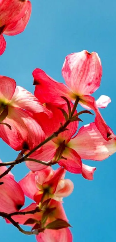 Close-up of vibrant pink blossoms against a bright blue sky, perfect for mobile wallpaper.