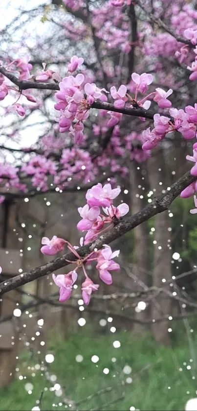 Close-up of pink blossoms on a tree branch against a natural backdrop.