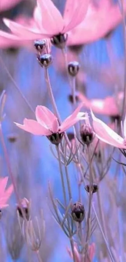 Pink flowers and buds, serene blue background.