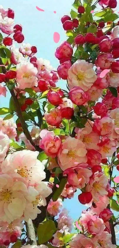 Vibrant pink blossoms under clear blue sky.