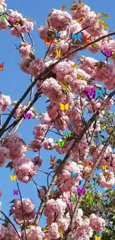 Cherry blossoms and butterflies under a clear blue sky on mobile wallpaper.