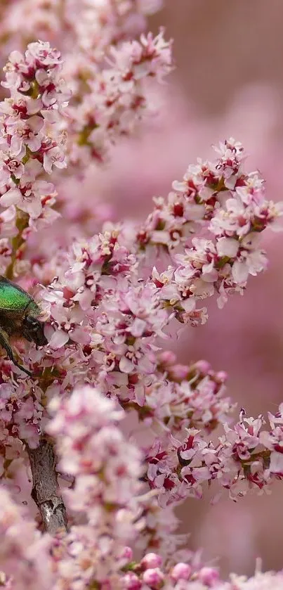 Close-up of vibrant pink blossoms with a green beetle on a branch.