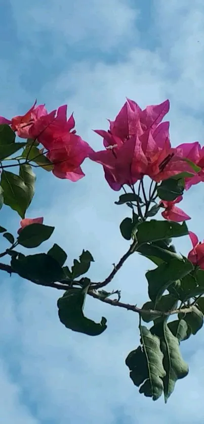 Pink bougainvillea flowers against a blue sky background.