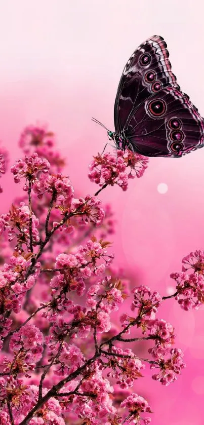 Pink butterfly on cherry blossoms with a soft pink background.