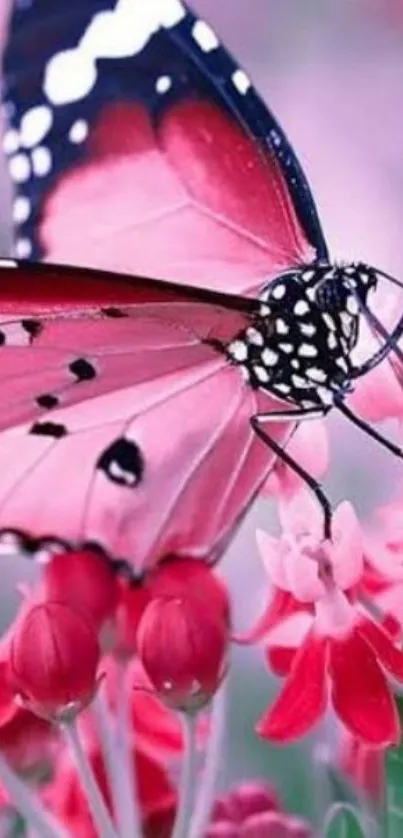 Pink butterfly resting on vibrant red flowers.