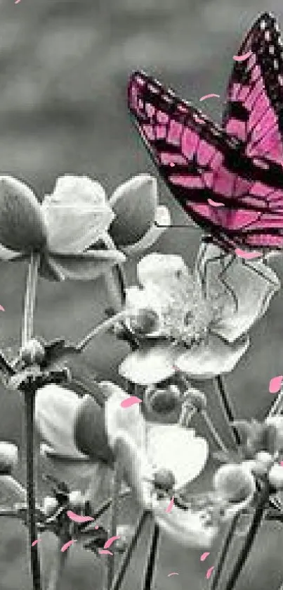 Pink butterfly perched on black and white flowers, creating a striking visual contrast.