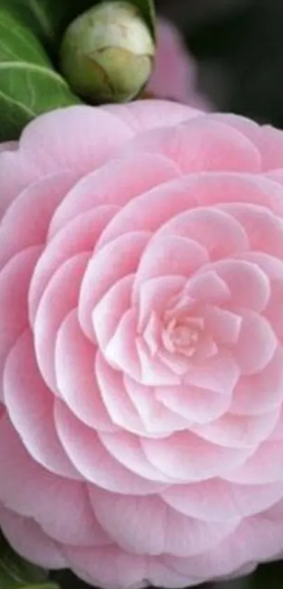 Soft pink camellia blossom on phone wallpaper.