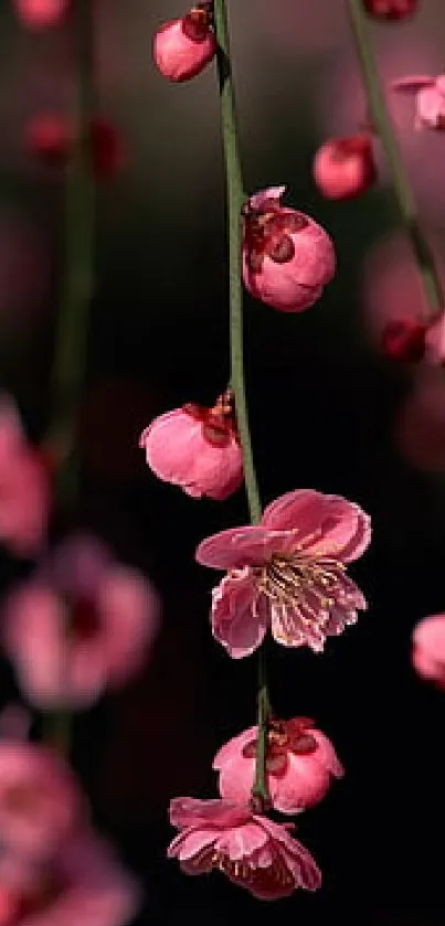 Pink cherry blossom flowers on dark background.