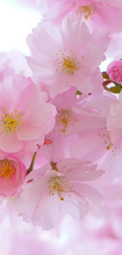 Delicate pink cherry blossoms in full bloom on a mobile wallpaper.