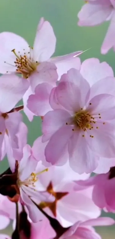 Pink cherry blossoms with delicate petals in full bloom.