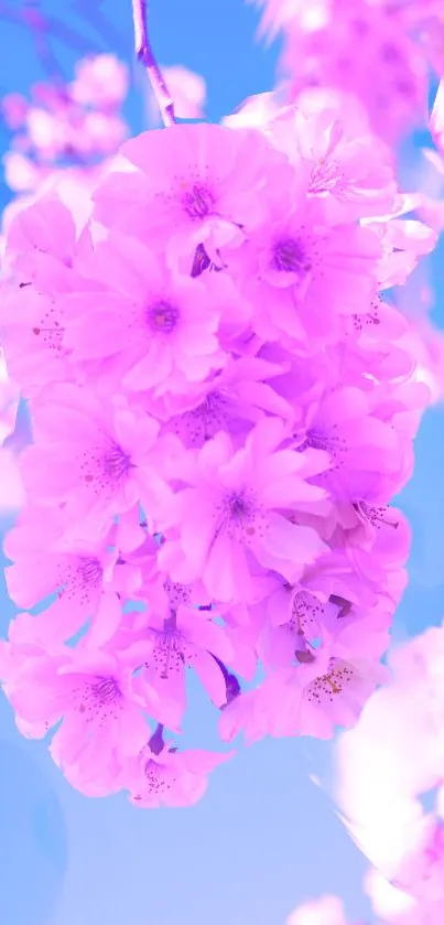 Pink cherry blossom against a blue sky background.