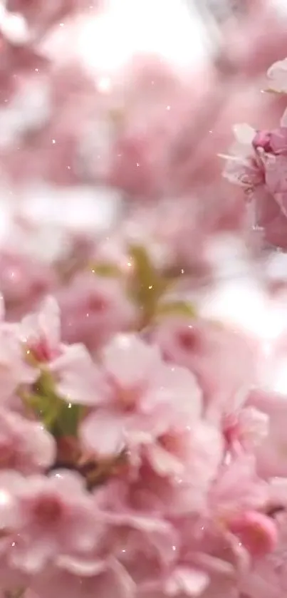 Pink cherry blossom wallpaper with soft petals.