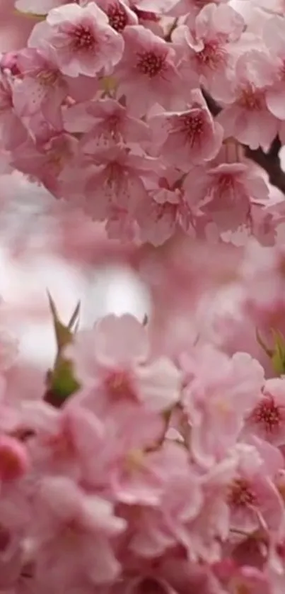 Mobile wallpaper featuring pink cherry blossoms in full bloom.