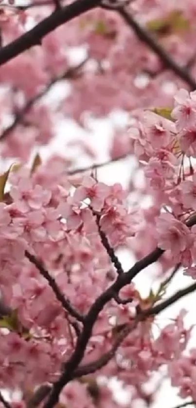 Mobile wallpaper with pink cherry blossoms.