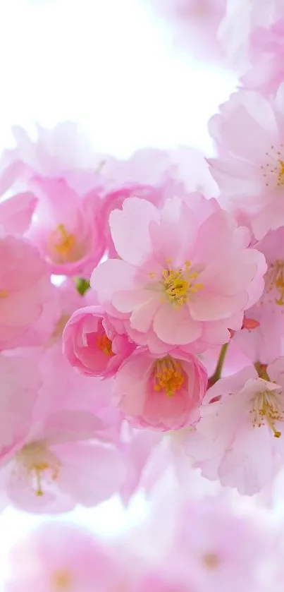 Beautiful pink cherry blossoms on a serene mobile wallpaper.