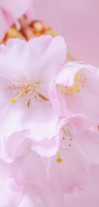 Delicate pink cherry blossoms in full bloom on a mobile wallpaper.