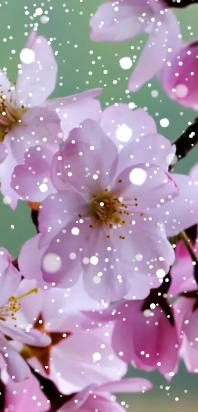 Cherry blossom wallpaper with pink flowers and snowfall.