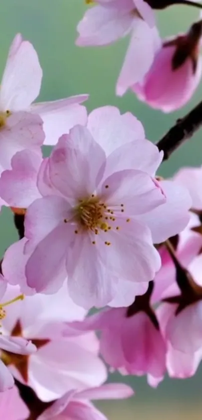 Beautiful pink cherry blossom flowers on a branch against a subtle background.