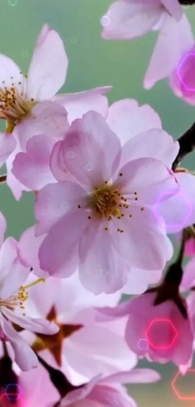 Pink cherry blossom wallpaper with soft petals and a gentle glow.