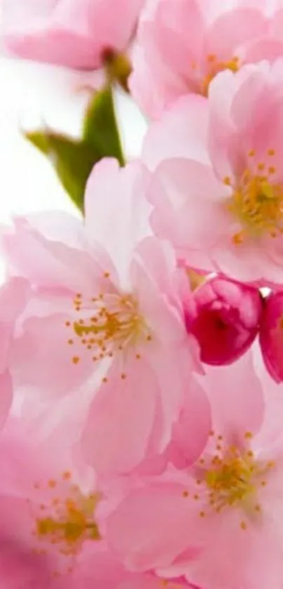 Pink cherry blossom close-up wallpaper ideal for mobile screens.