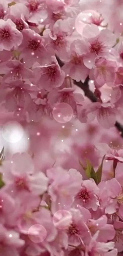 Pink cherry blossom wallpaper with delicate bokeh.