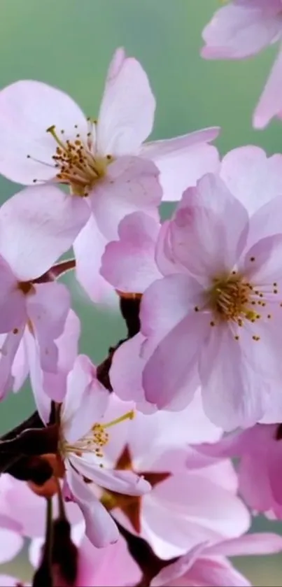 Pink cherry blossom flowers in bloom on branches