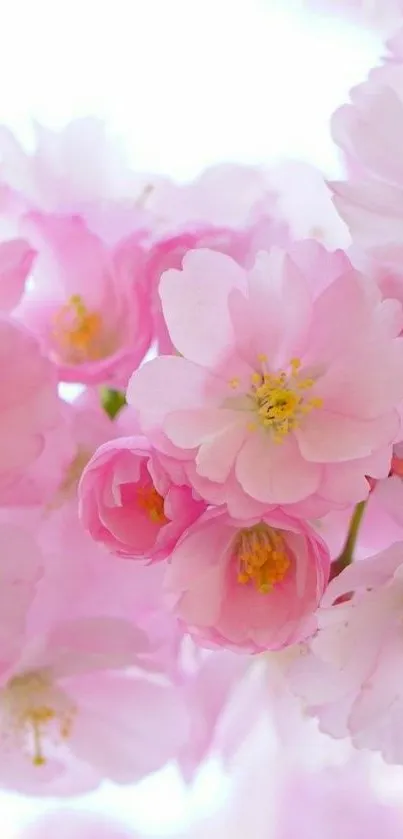 Beautiful pink cherry blossom flowers in full bloom.