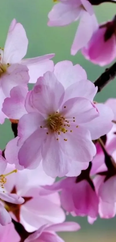 Pink cherry blossoms on a tree branch.