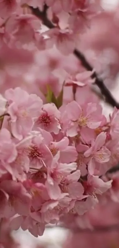 Pink cherry blossoms in full bloom, creating a serene and beautiful mobile wallpaper.