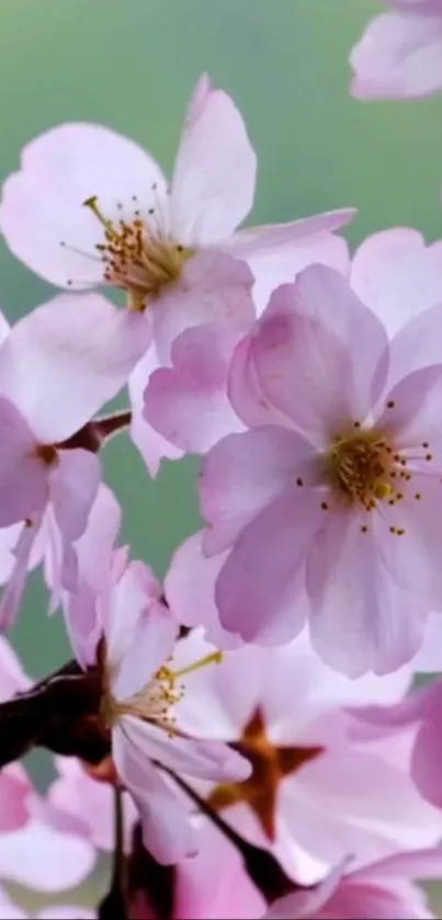 Lovely pink cherry blossoms on green background.