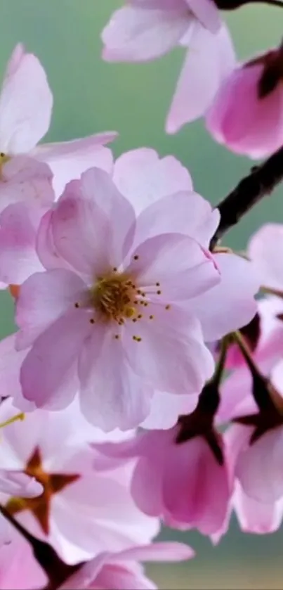 Pink cherry blossom flowers on a branch with a soft green background.