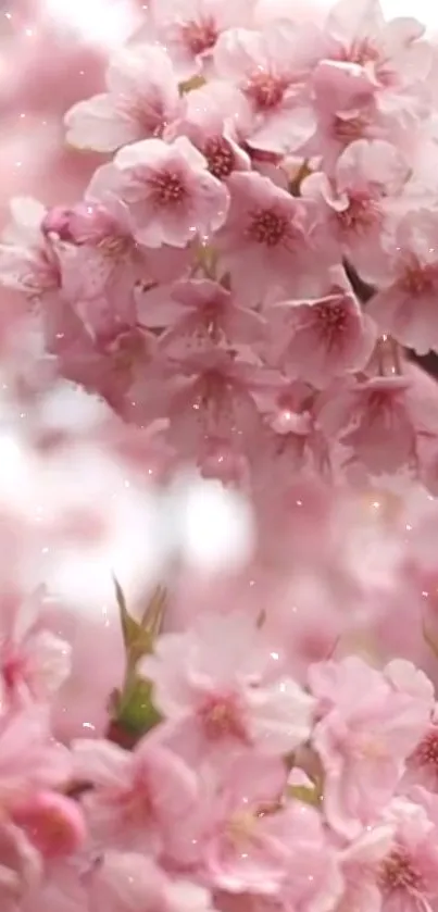 Pink cherry blossoms in full bloom, creating a serene wallpaper.