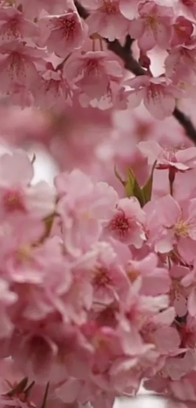 Delicate pink cherry blossoms adorn the branches, creating a serene spring wallpaper.