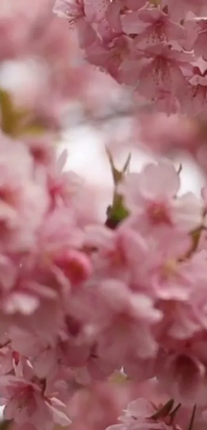 Close-up of pink cherry blossoms in spring.