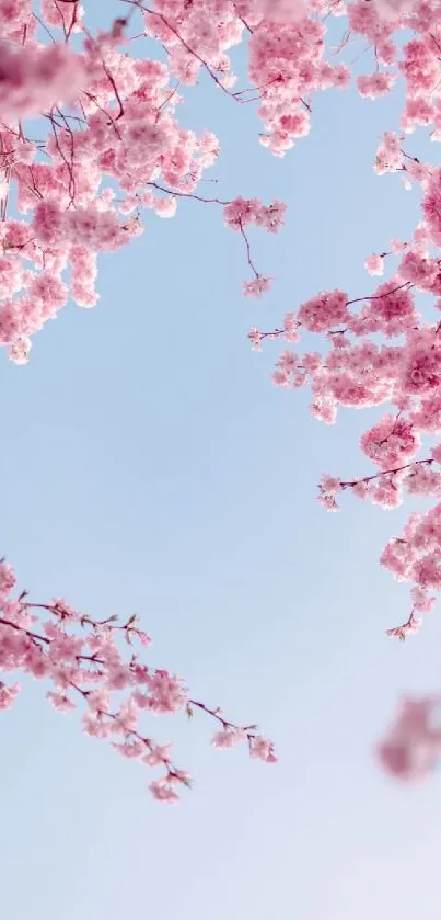 Cherry blossom branches with pink flowers against a blue sky.