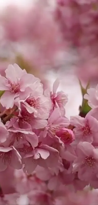 Pink cherry blossoms create a serene and beautiful mobile wallpaper.