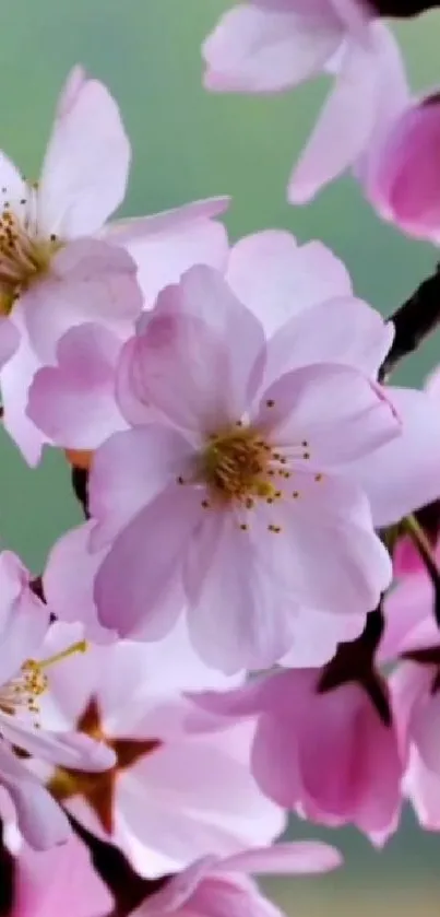 Pink cherry blossoms with green background mobile wallpaper.