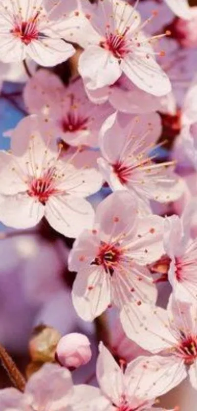 Mobile wallpaper with pink cherry blossoms, evoking spring serenity.