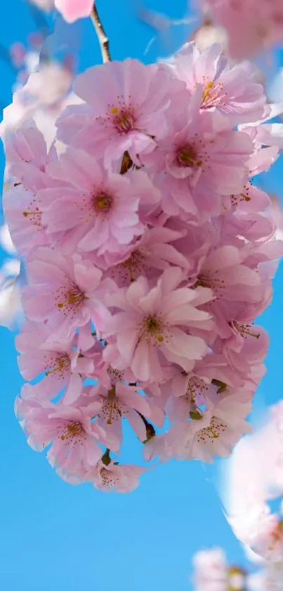 Pink cherry blossoms against a bright blue sky.