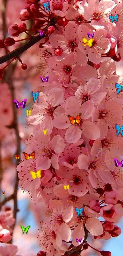 Pink cherry blossoms in full bloom on a sunny spring day.