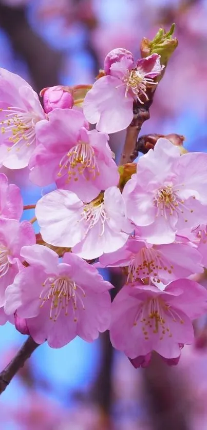 Vibrant pink cherry blossoms in full bloom against a blue sky.