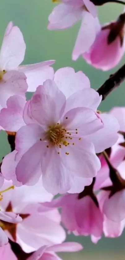 Cherry blossoms in pink hues on branches.