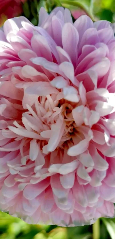 Close-up of a pink chrysanthemum flower in full bloom.