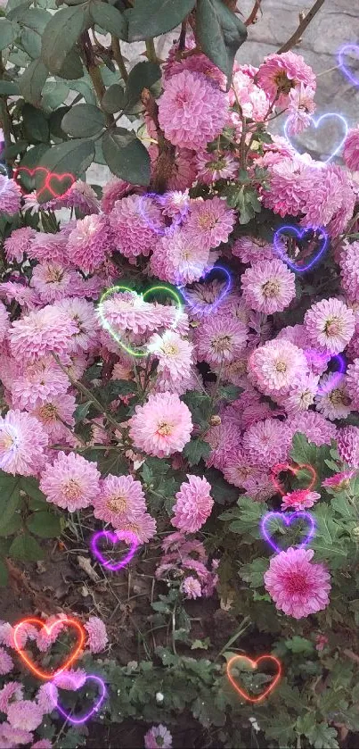 Close-up of lush pink chrysanthemums in bloom.