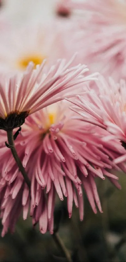 Pink chrysanthemum flowers create a serene wallpaper.