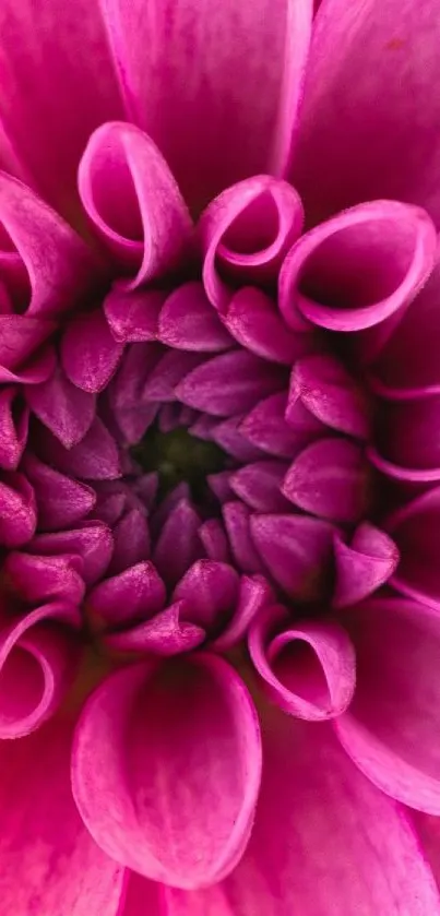 Close-up of a vibrant pink chrysanthemum flower.