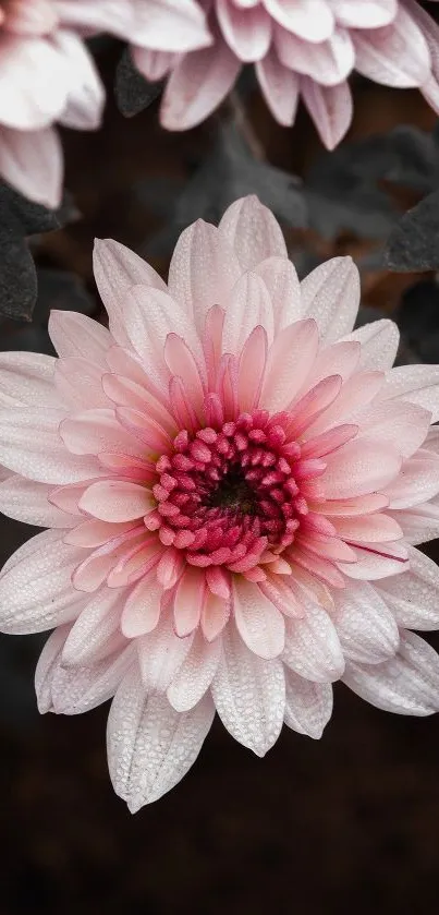 Elegant pink flower with dew-covered petals on a dark background.