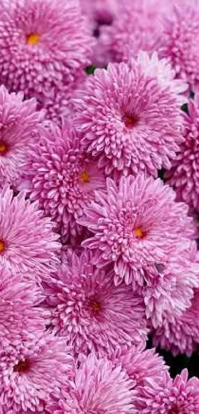 Vibrant pink chrysanthemum flower wallpaper.